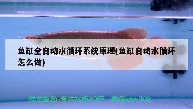 魚缸全自動水循環(huán)系統(tǒng)原理(魚缸自動水循環(huán)怎么做) 七紋巨鯉魚