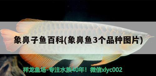 象鼻子魚百科(象鼻魚3個(gè)品種圖片) 觀賞魚