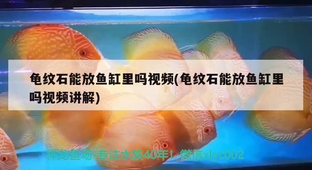 龜紋石能放魚缸里嗎視頻(龜紋石能放魚缸里嗎視頻講解) 烏龜