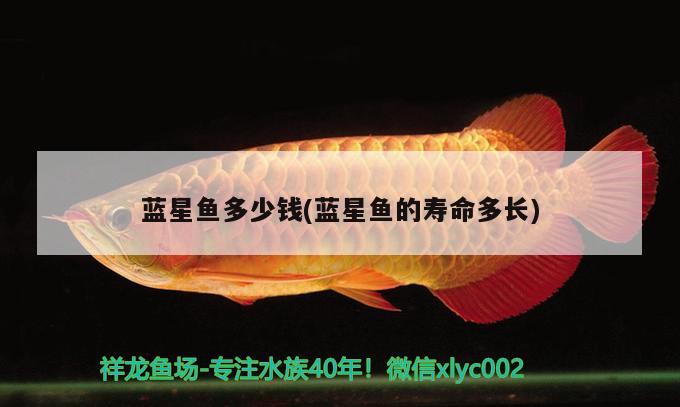 藍(lán)星魚(yú)多少錢(qián)(藍(lán)星魚(yú)的壽命多長(zhǎng))