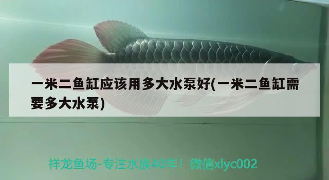 一米二魚缸應該用多大水泵好(一米二魚缸需要多大水泵) BD魟魚