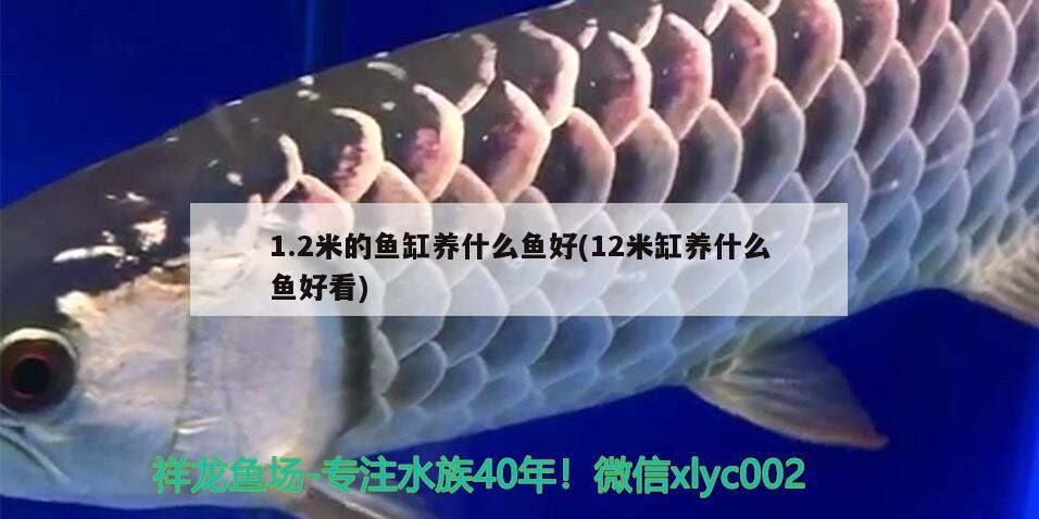 1.2米的魚缸養(yǎng)什么魚好(12米缸養(yǎng)什么魚好看) 龍鳳鯉魚