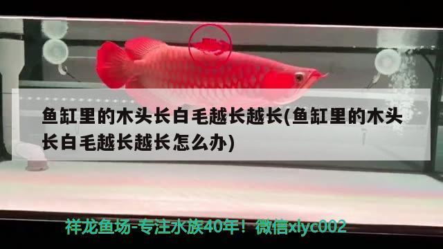 魚缸里的木頭長白毛越長越長(魚缸里的木頭長白毛越長越長怎么辦)