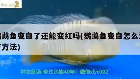 鸚鵡魚變白了還能變紅嗎(鸚鵡魚變白怎么治療方法) 鸚鵡魚