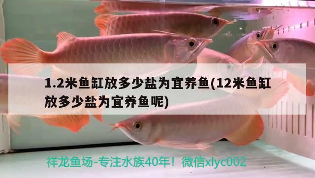 1.2米魚缸放多少鹽為宜養(yǎng)魚(12米魚缸放多少鹽為宜養(yǎng)魚呢)