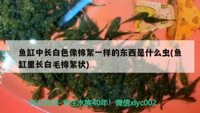 魚缸中長白色像棉絮一樣的東西是什么蟲(魚缸里長白毛棉絮狀) 馬拉莫寶石魚苗