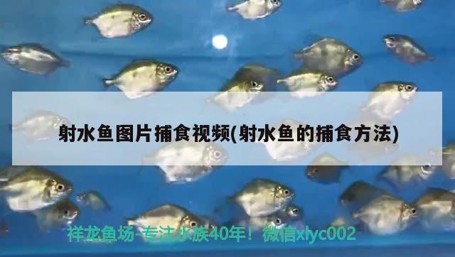 射水魚圖片捕食視頻(射水魚的捕食方法) 觀賞魚