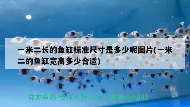 一米二長的魚缸標(biāo)準(zhǔn)尺寸是多少呢圖片(一米二的魚缸寬高多少合適)