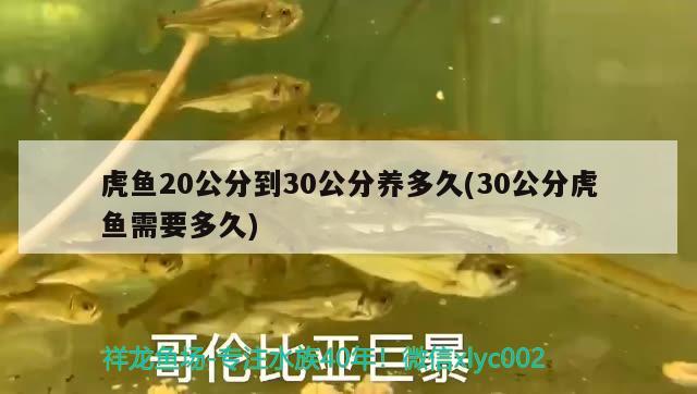 虎魚20公分到30公分養(yǎng)多久(30公分虎魚需要多久)