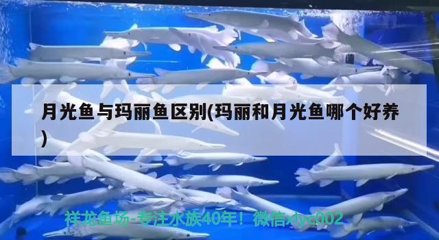 月光魚與瑪麗魚區(qū)別(瑪麗和月光魚哪個好養(yǎng))