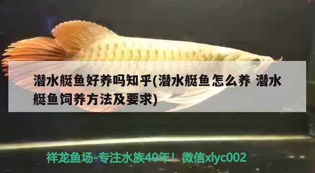 潛水艇魚好養(yǎng)嗎知乎(潛水艇魚怎么養(yǎng)潛水艇魚飼養(yǎng)方法及要求)