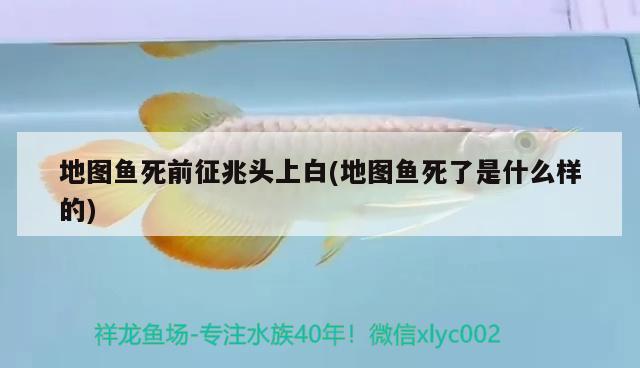 地圖魚死前征兆頭上白(地圖魚死了是什么樣的) 觀賞魚