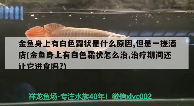 金魚身上有白色霜狀是什么原因,但是一搓酒店(金魚身上有白色霜狀怎么治,治療期間還讓它進食嗎?) 觀賞魚