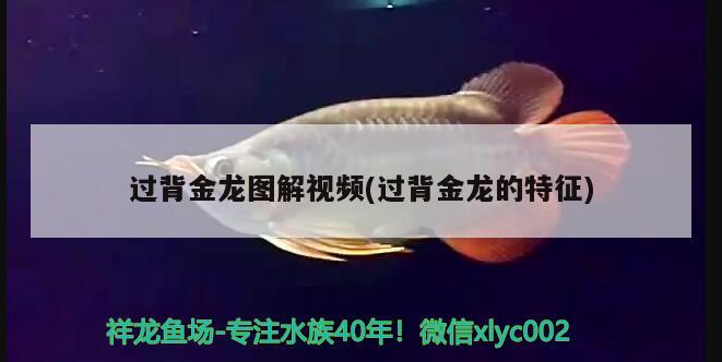 過背金龍圖解視頻(過背金龍的特征) 觀賞魚