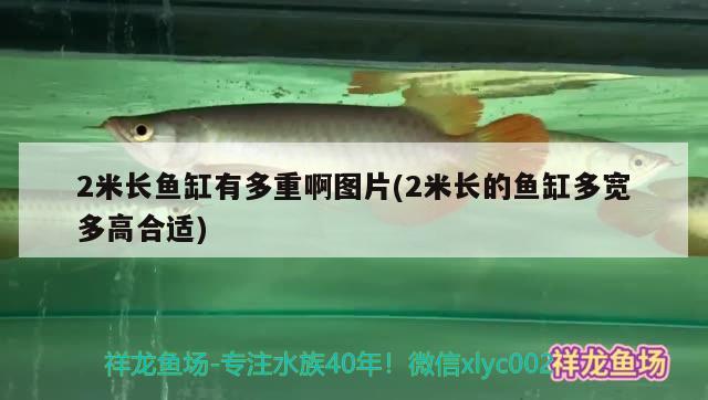 2米長魚缸有多重啊圖片(2米長的魚缸多寬多高合適)