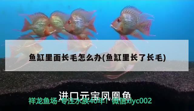 魚缸里面長毛怎么辦(魚缸里長了長毛)