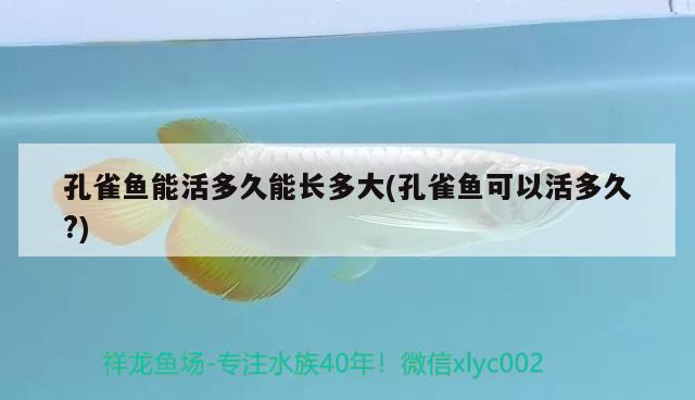 孔雀魚能活多久能長多大(孔雀魚可以活多久?)