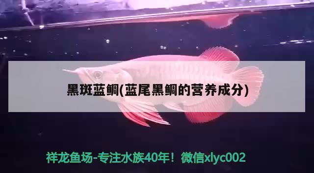 黑斑藍(lán)鯛(藍(lán)尾黑鯛的營(yíng)養(yǎng)成分) 觀賞魚(yú)