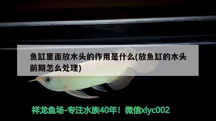 魚缸里面放木頭的作用是什么(放魚缸的木頭前期怎么處理) 新加坡號半紅龍魚（練手級紅龍魚）