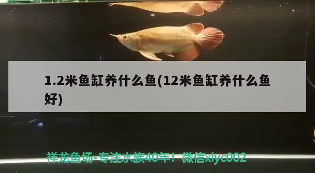 1.2米魚缸養(yǎng)什么魚(12米魚缸養(yǎng)什么魚好) 野生埃及神仙魚