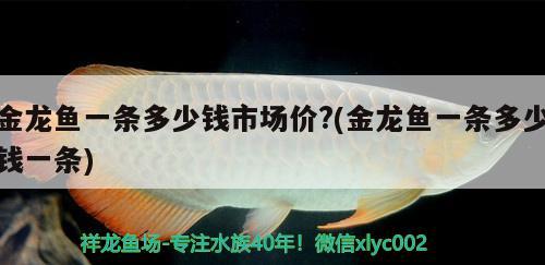 金龍魚一條多少錢市場價?(金龍魚一條多少錢一條) 觀賞魚