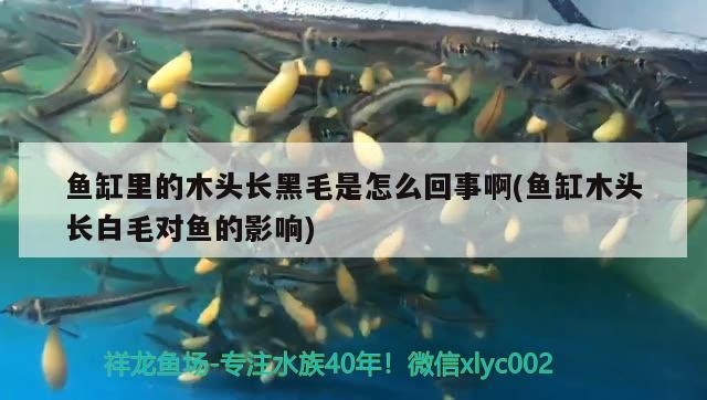 魚(yú)缸里的木頭長(zhǎng)黑毛是怎么回事啊(魚(yú)缸木頭長(zhǎng)白毛對(duì)魚(yú)的影響)