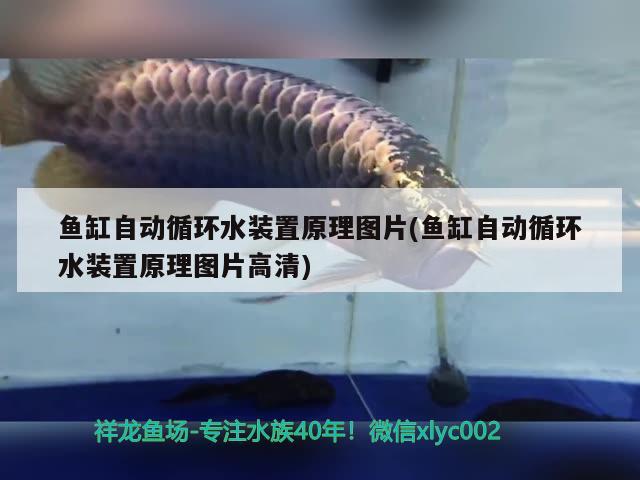 魚缸自動循環(huán)水裝置原理圖片(魚缸自動循環(huán)水裝置原理圖片高清) 祥龍魚場其他產(chǎn)品