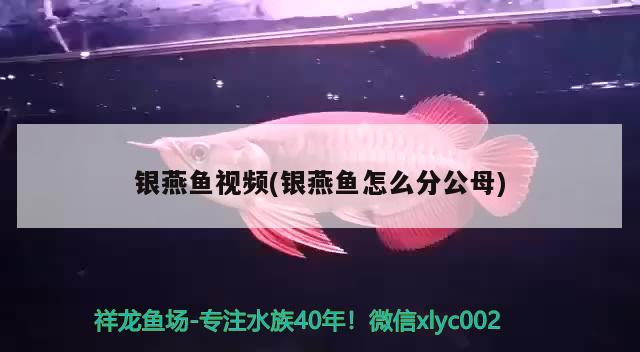 銀燕魚視頻(銀燕魚怎么分公母) 觀賞魚