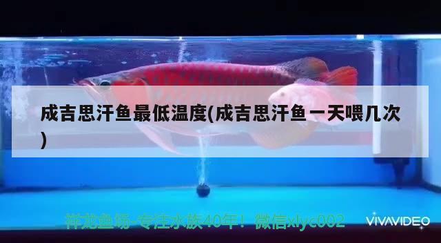 成吉思汗魚最低溫度(成吉思汗魚一天喂幾次)