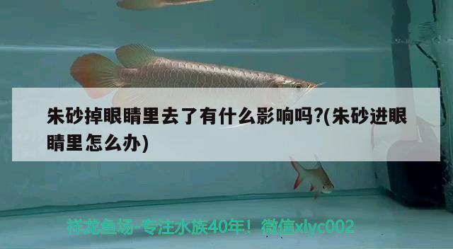 朱砂掉眼睛里去了有什么影響嗎?(朱砂進眼睛里怎么辦) 觀賞魚