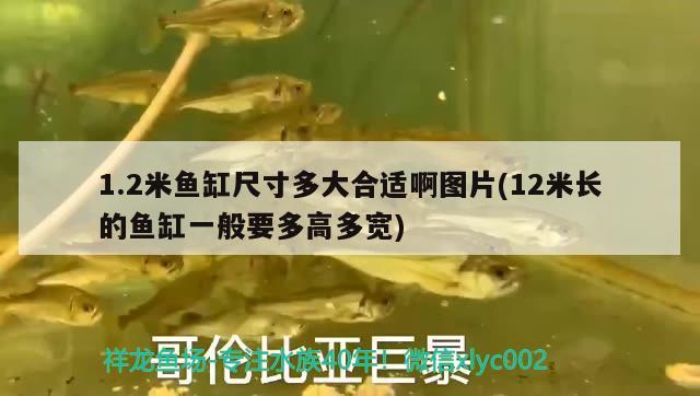 1.2米魚缸尺寸多大合適啊圖片(12米長(zhǎng)的魚缸一般要多高多寬)