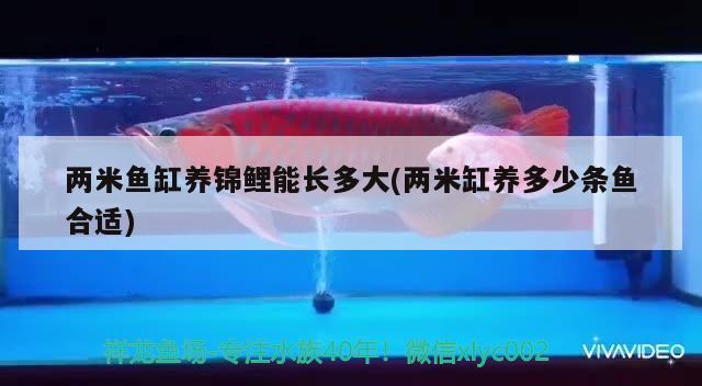 兩米魚(yú)缸養(yǎng)錦鯉能長(zhǎng)多大(兩米缸養(yǎng)多少條魚(yú)合適) 養(yǎng)魚(yú)知識(shí)