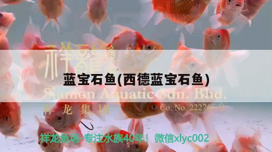 藍寶石魚(西德藍寶石魚) 觀賞魚