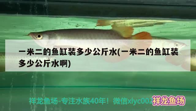 一米二的魚缸裝多少公斤水(一米二的魚缸裝多少公斤水啊) 黃金斑馬魚