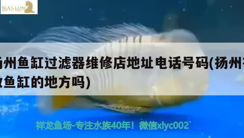 揚州魚缸過濾器維修店地址電話號碼(揚州有做魚缸的地方嗎) 黃金斑馬魚