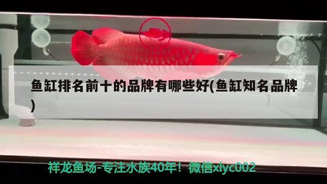 魚缸排名前十的品牌有哪些好(魚缸知名品牌)