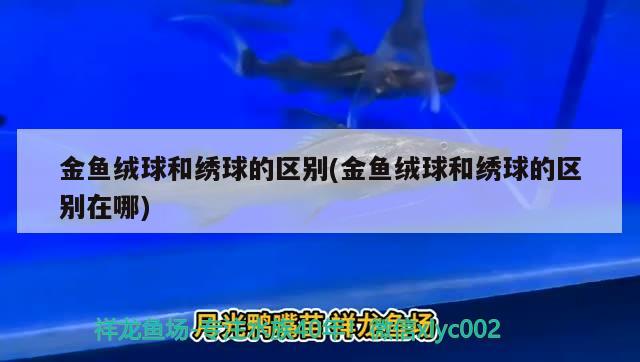 金魚絨球和繡球的區(qū)別(金魚絨球和繡球的區(qū)別在哪) 觀賞魚