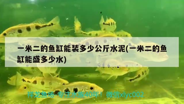 一米二的魚缸能裝多少公斤水泥(一米二的魚缸能盛多少水) 非洲金鼓魚