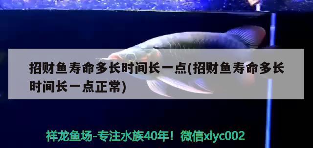 招財(cái)魚壽命多長時(shí)間長一點(diǎn)(招財(cái)魚壽命多長時(shí)間長一點(diǎn)正常)