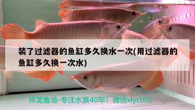 裝了過濾器的魚缸多久換水一次(用過濾器的魚缸多久換一次水)