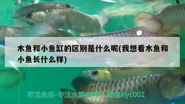 木魚(yú)和小魚(yú)缸的區(qū)別是什么呢(我想看木魚(yú)和小魚(yú)長(zhǎng)什么樣)