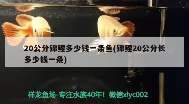 20公分錦鯉多少錢一條魚(錦鯉20公分長(zhǎng)多少錢一條)