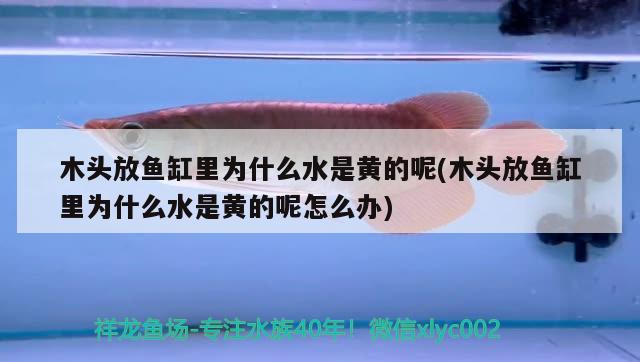 木頭放魚缸里為什么水是黃的呢(木頭放魚缸里為什么水是黃的呢怎么辦) 過背金龍魚