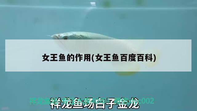 女王魚的作用(女王魚百度百科) 觀賞魚