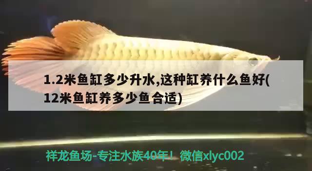 1.2米魚缸多少升水,這種缸養(yǎng)什么魚好(12米魚缸養(yǎng)多少魚合適)