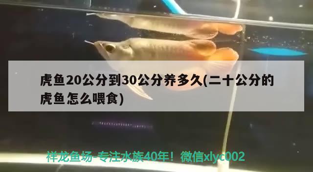 虎魚(yú)20公分到30公分養(yǎng)多久(二十公分的虎魚(yú)怎么喂食) 虎魚(yú)百科