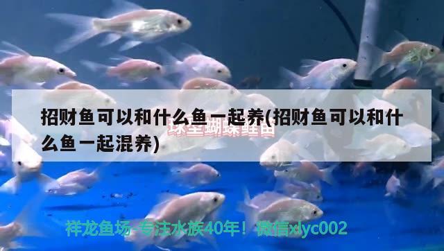 招財(cái)魚可以和什么魚一起養(yǎng)(招財(cái)魚可以和什么魚一起混養(yǎng)) 觀賞魚