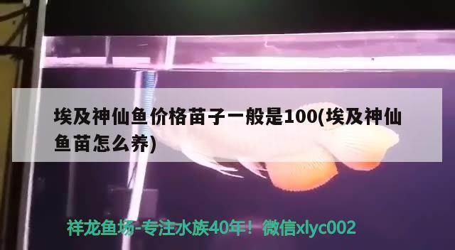 埃及神仙魚價格苗子一般是100(埃及神仙魚苗怎么養(yǎng))