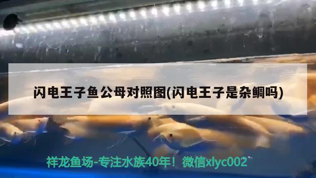 閃電王子魚公母對照圖(閃電王子是雜鯛嗎)