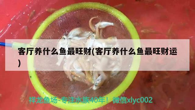 客廳養(yǎng)什么魚(yú)最旺財(cái)(客廳養(yǎng)什么魚(yú)最旺財(cái)運(yùn))